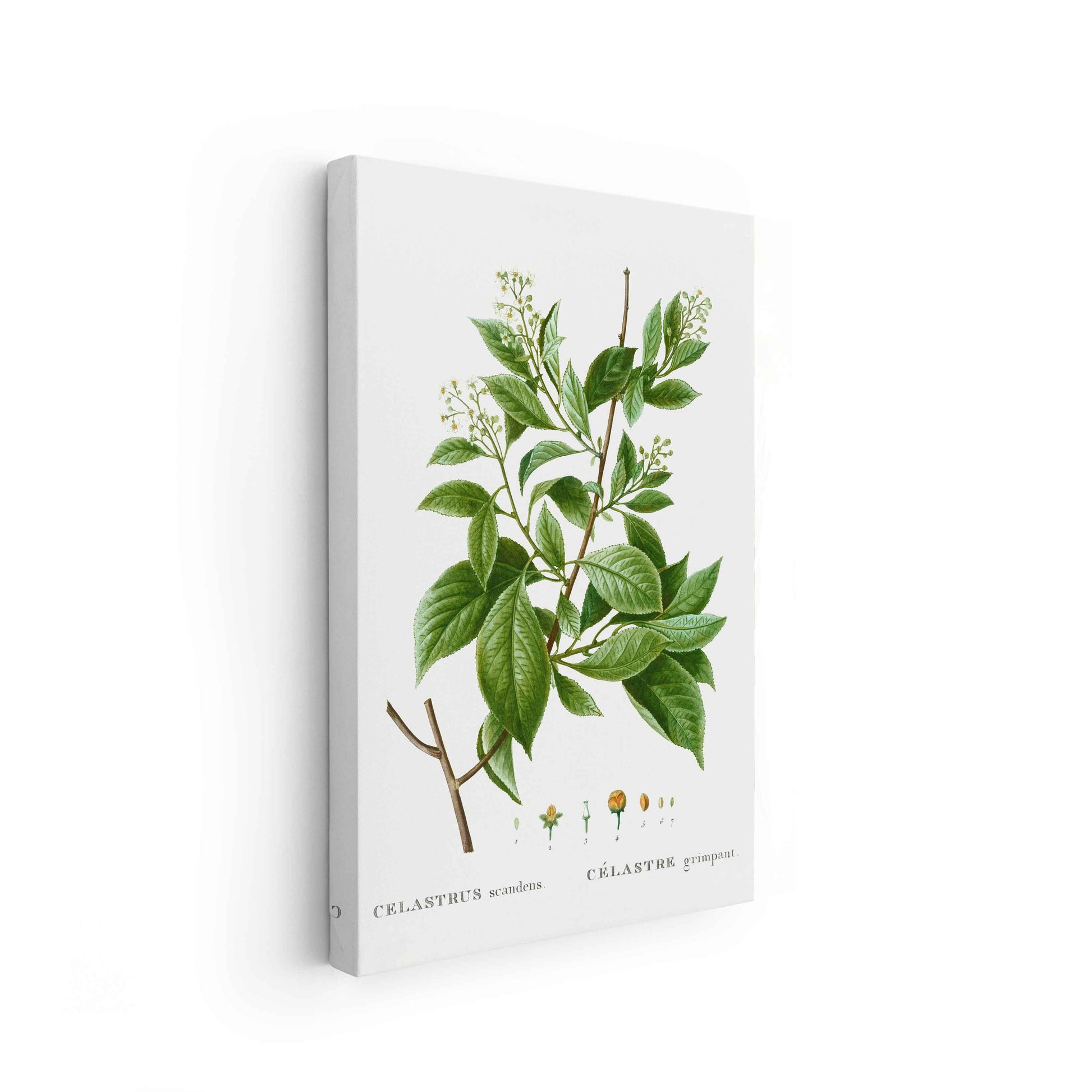 Botanicals - The Manify