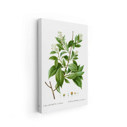 Botanicals - The Manify