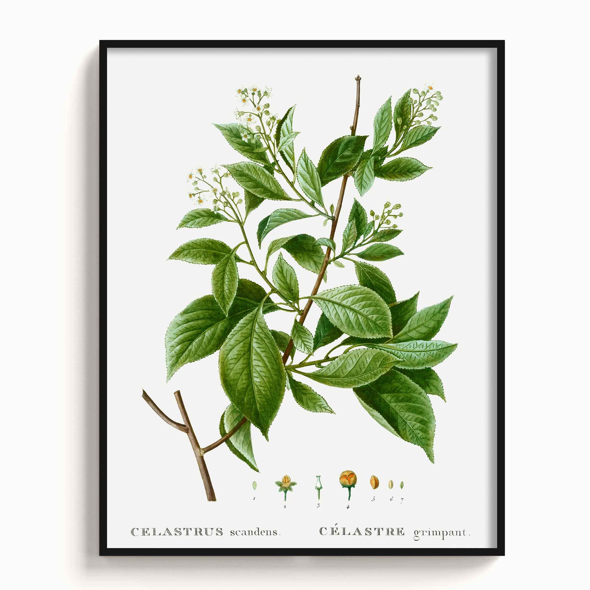 Botanicals - The Manify