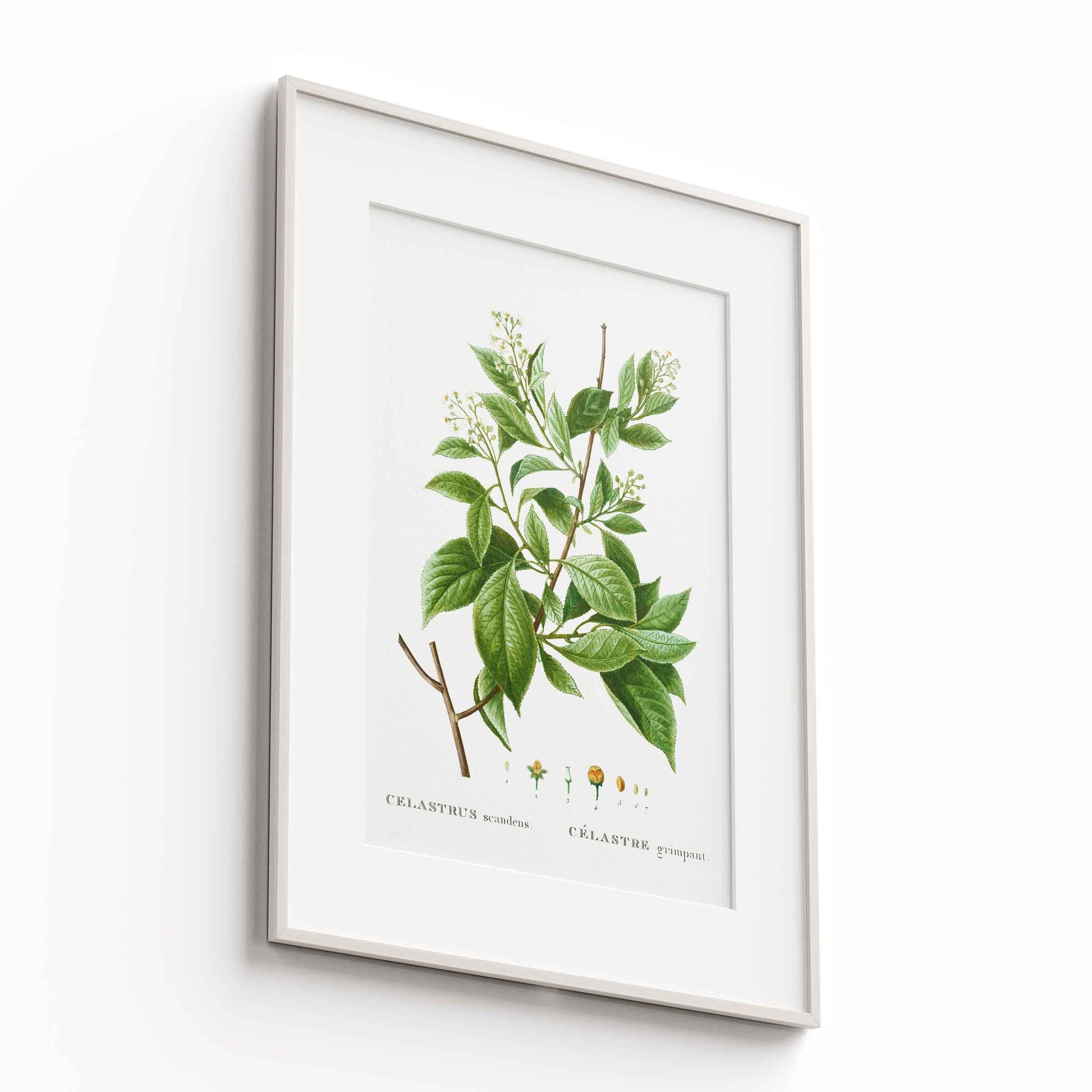 Botanicals - The Manify