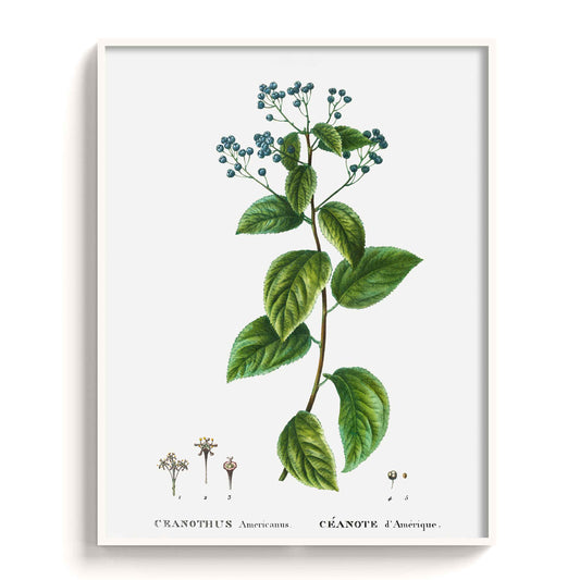 Botanicals - The Manify