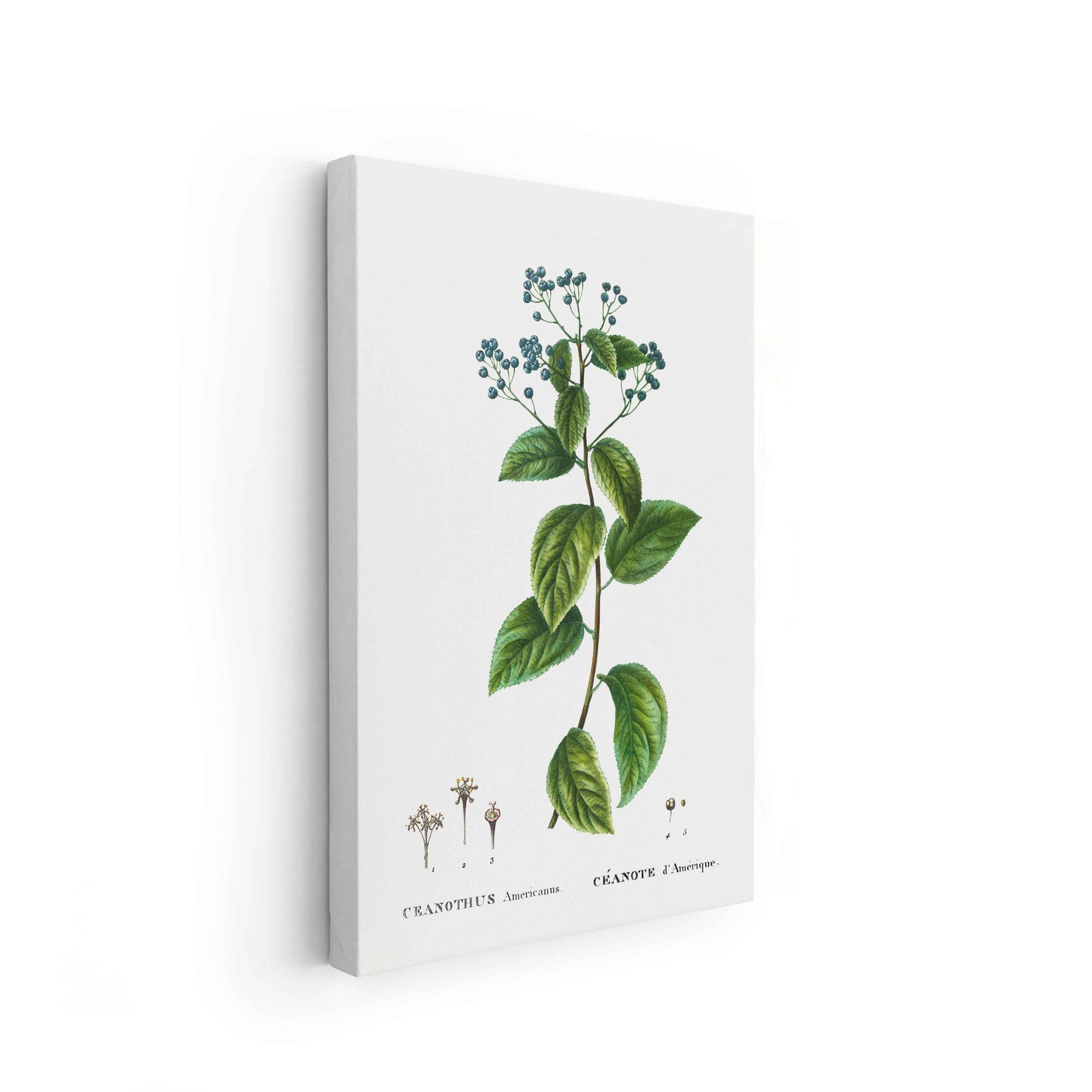 Botanicals - The Manify