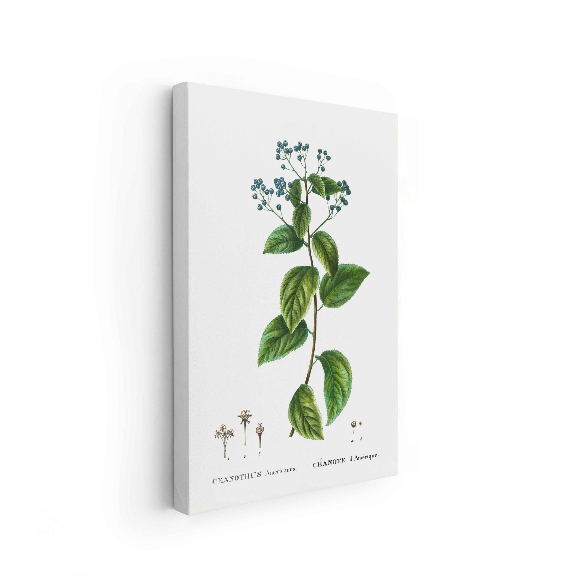 Botanicals - The Manify