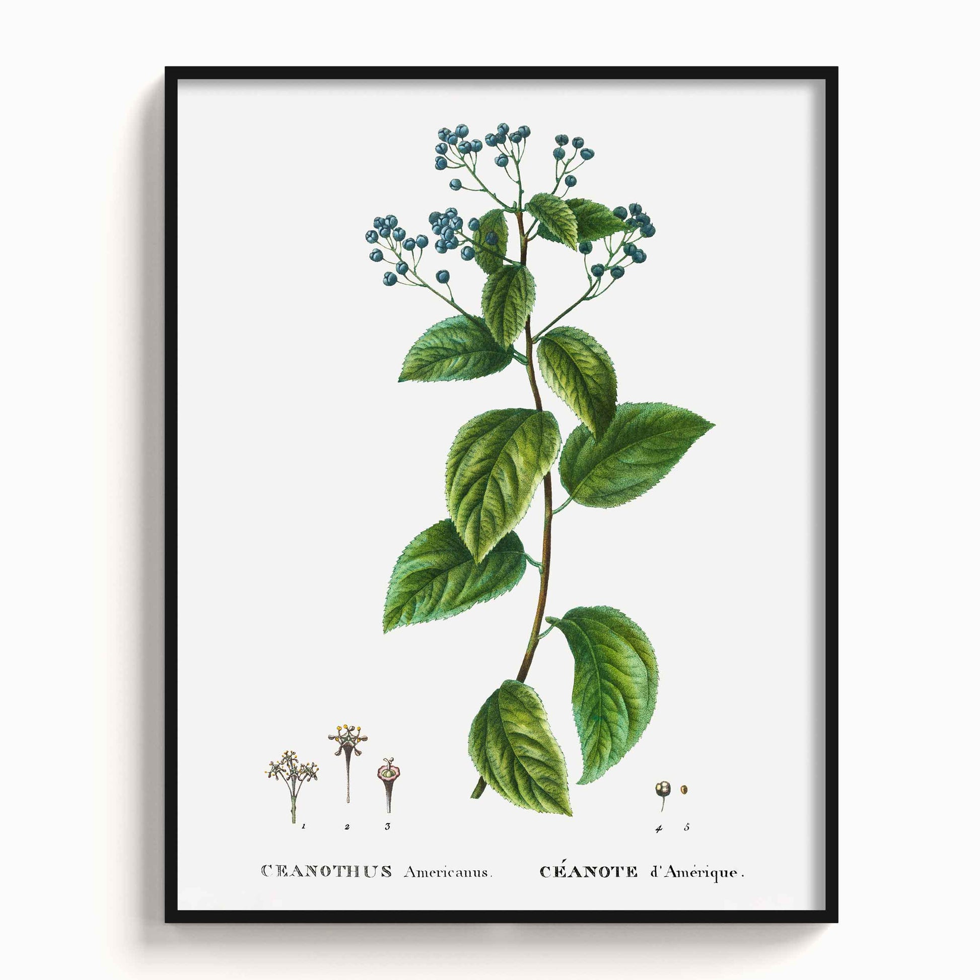 Botanicals - The Manify
