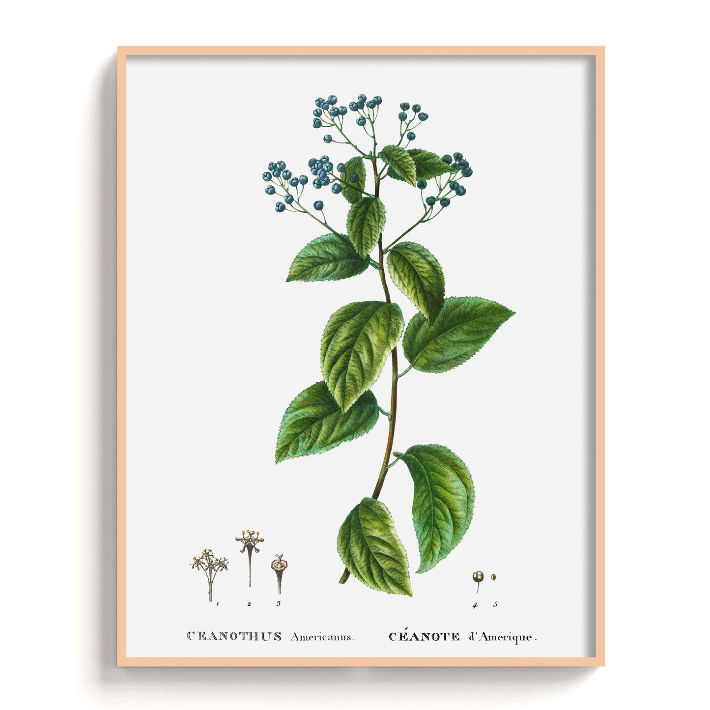 Botanicals - The Manify