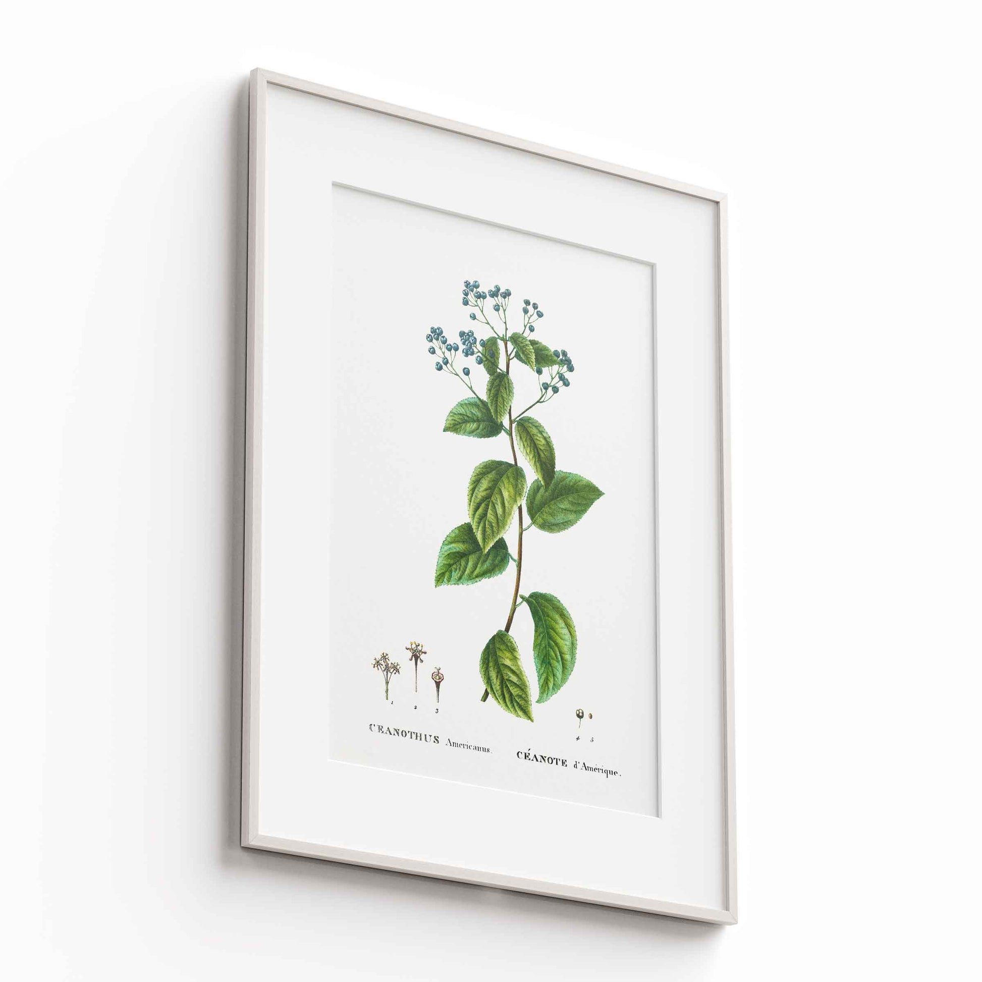 Botanicals - The Manify