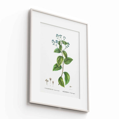 Botanicals - The Manify