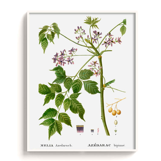 Botanicals - The Manify