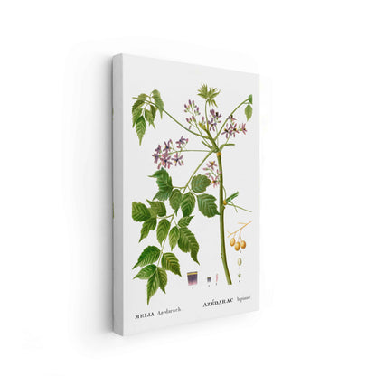 Botanicals - The Manify