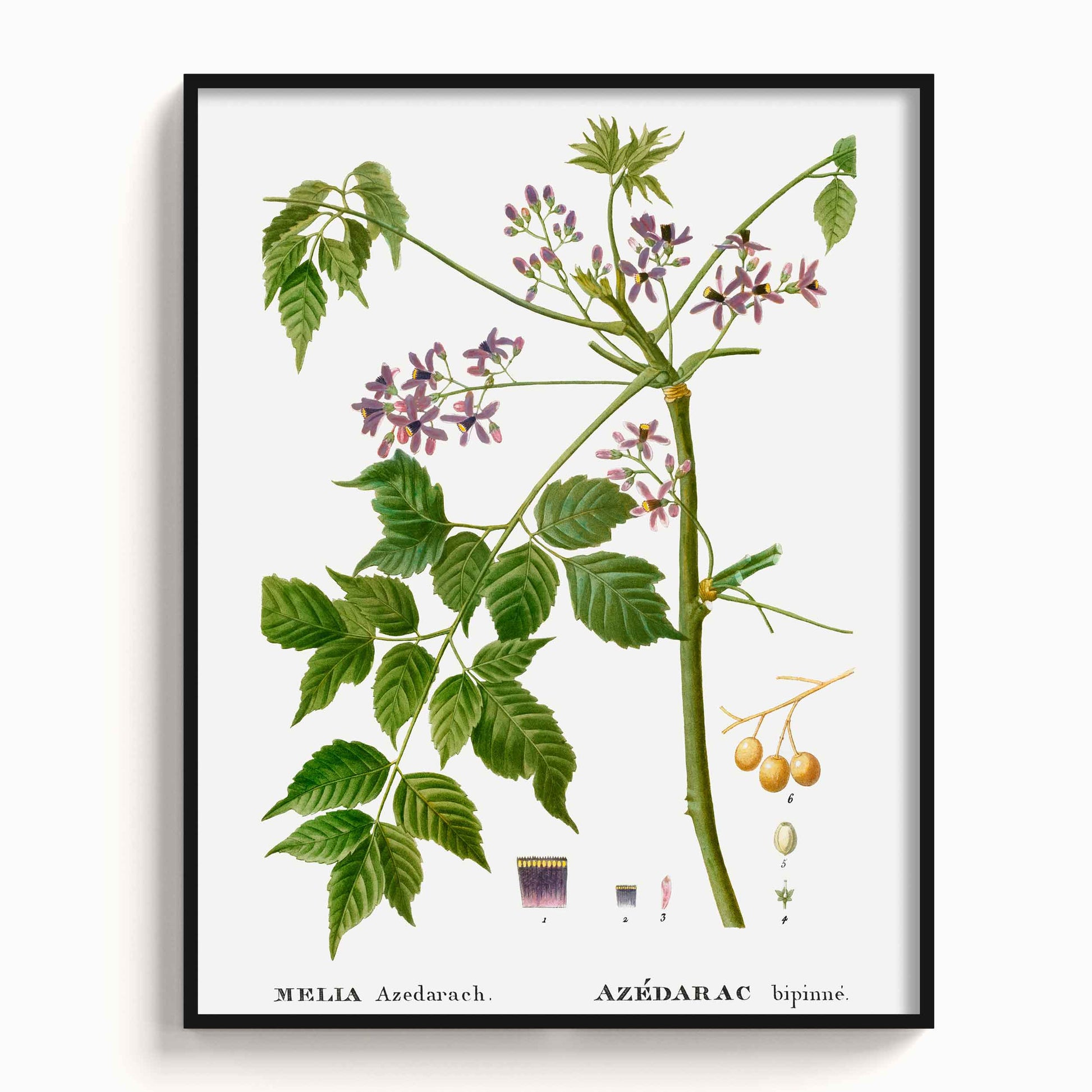 Botanicals - The Manify