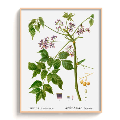 Botanicals - The Manify