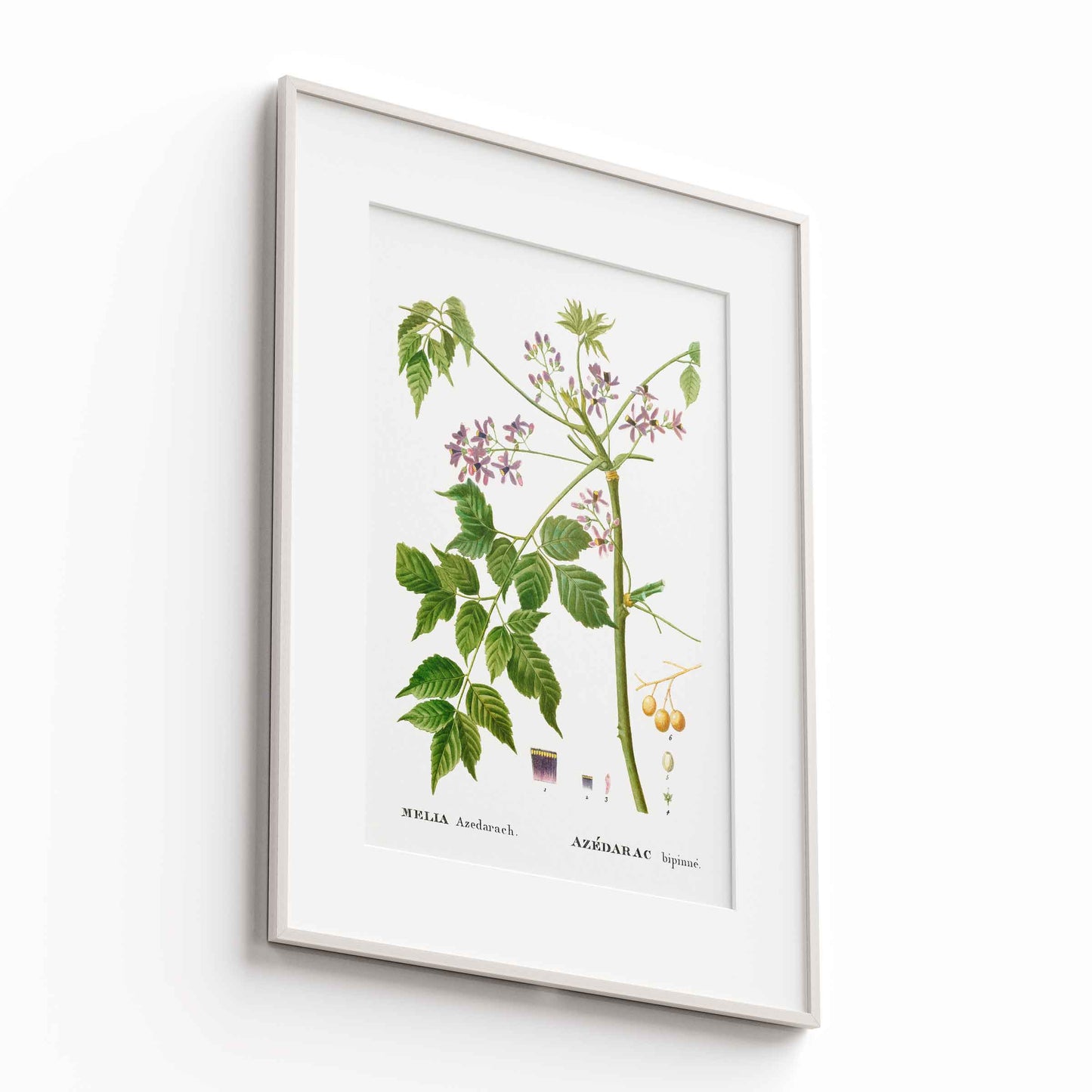 Botanicals - The Manify