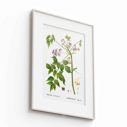 Botanicals - The Manify