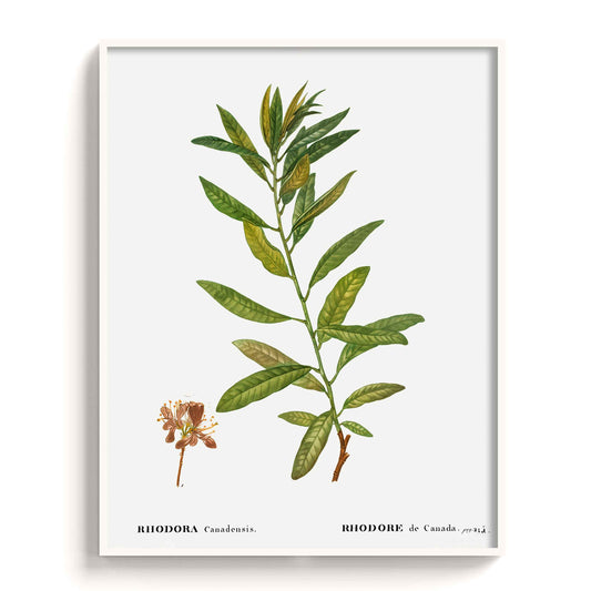 Botanicals - The Manify