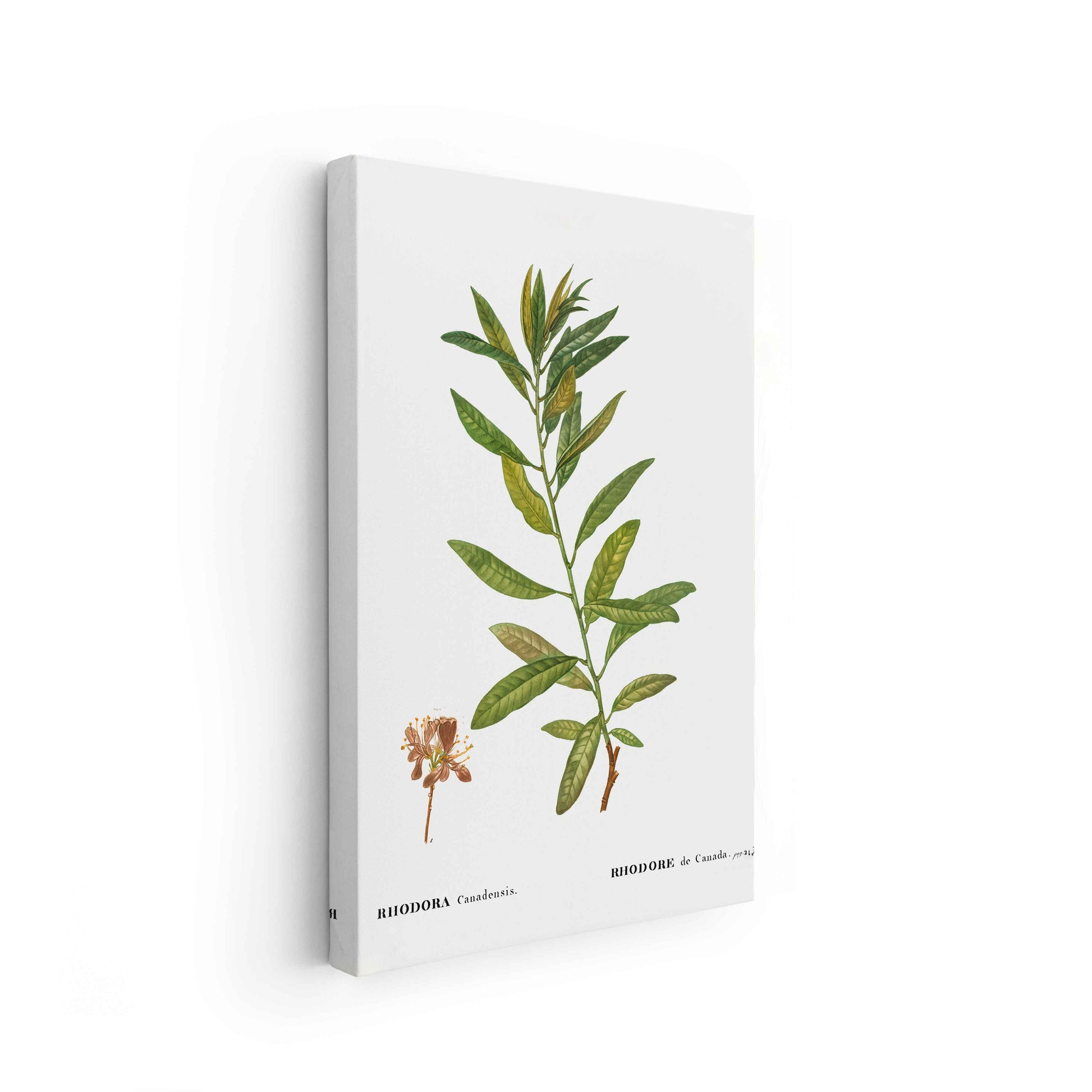 Botanicals - The Manify