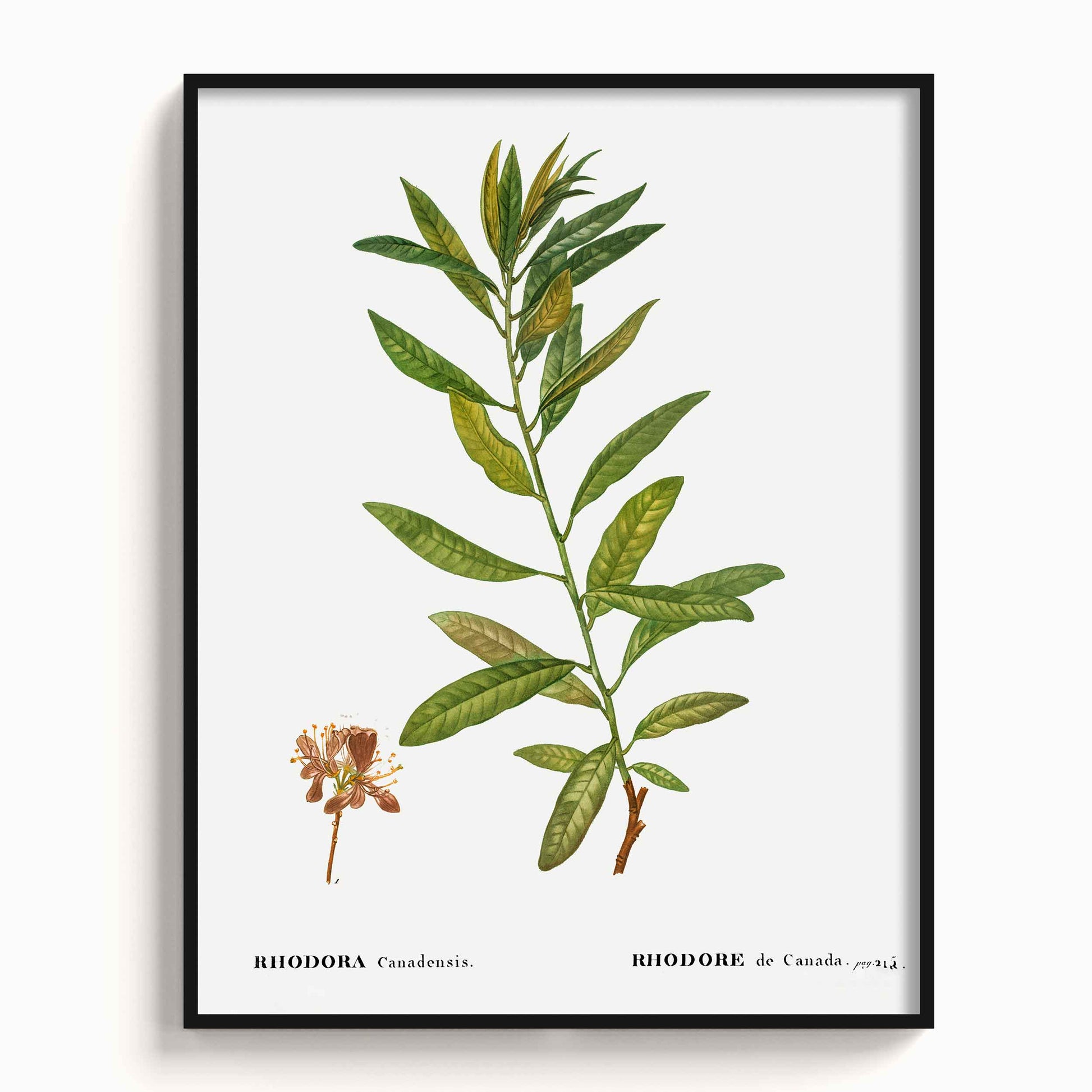 Botanicals - The Manify