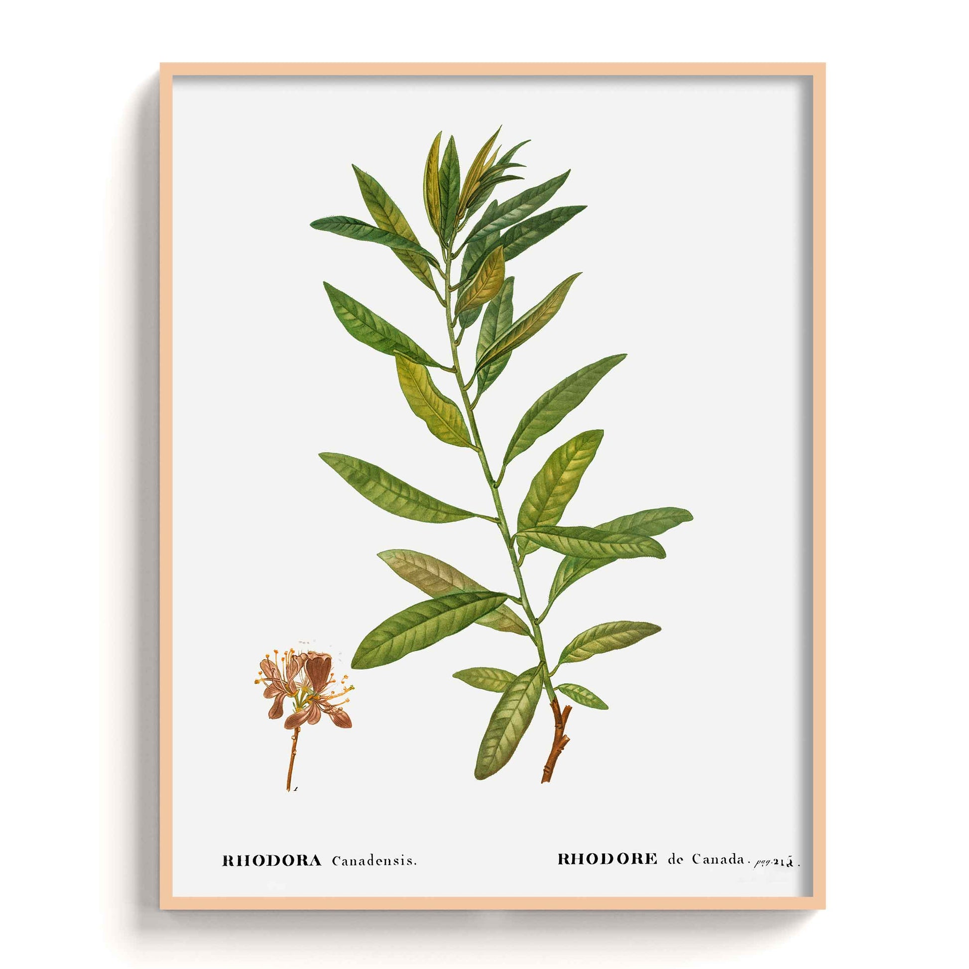 Botanicals - The Manify
