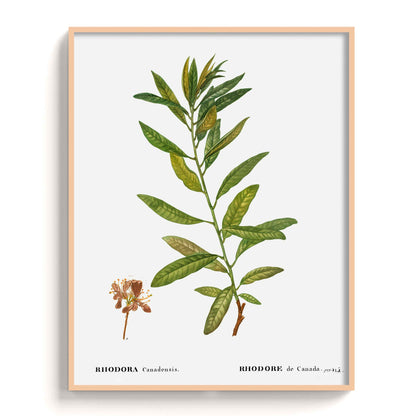 Botanicals - The Manify