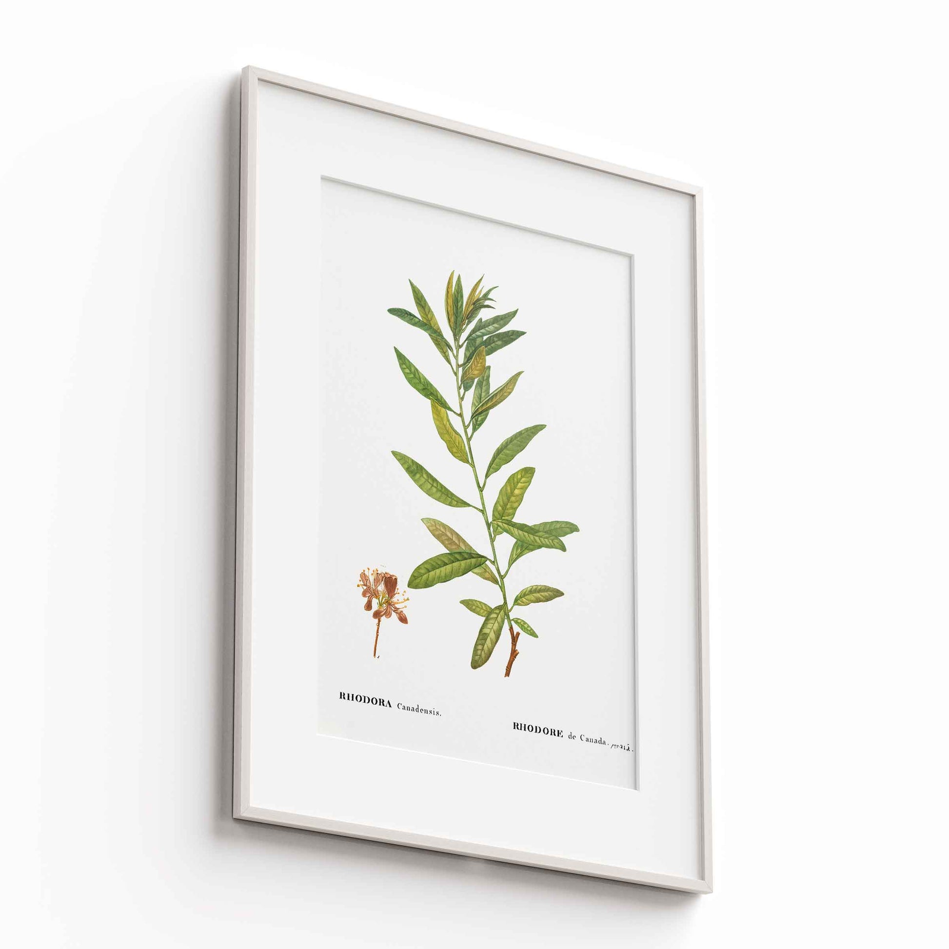Botanicals - The Manify