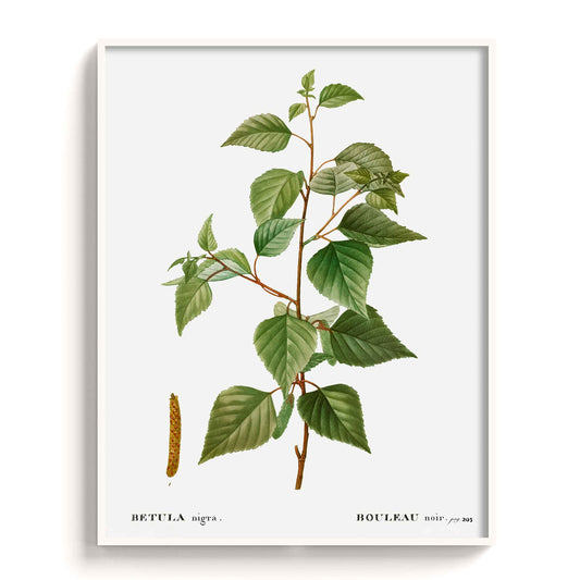 Botanicals - The Manify