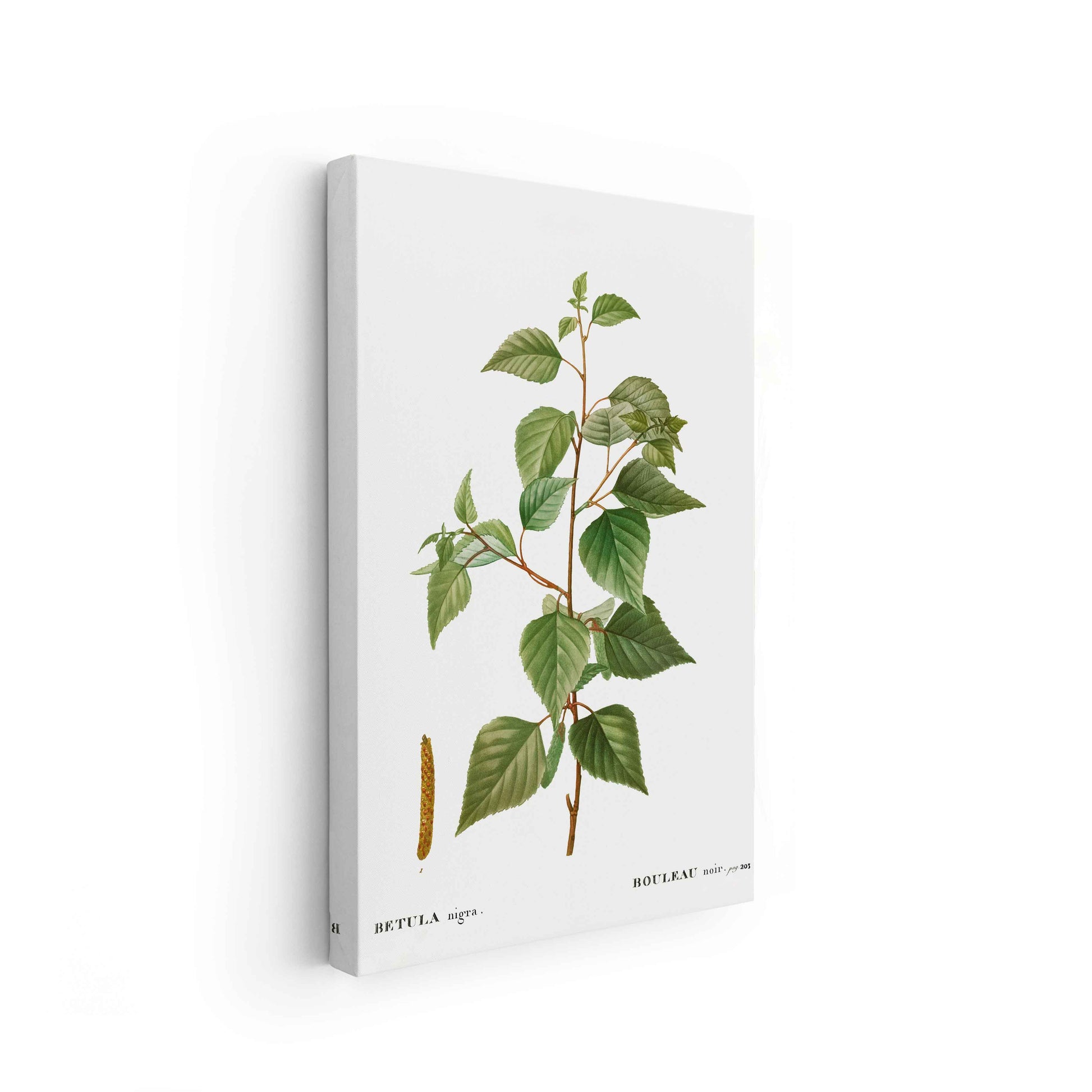 Botanicals - The Manify