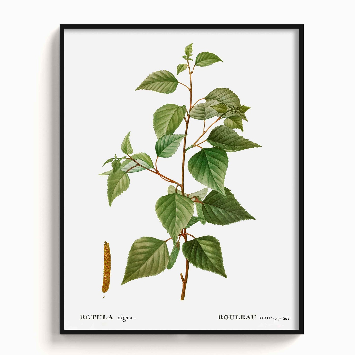 Botanicals - The Manify