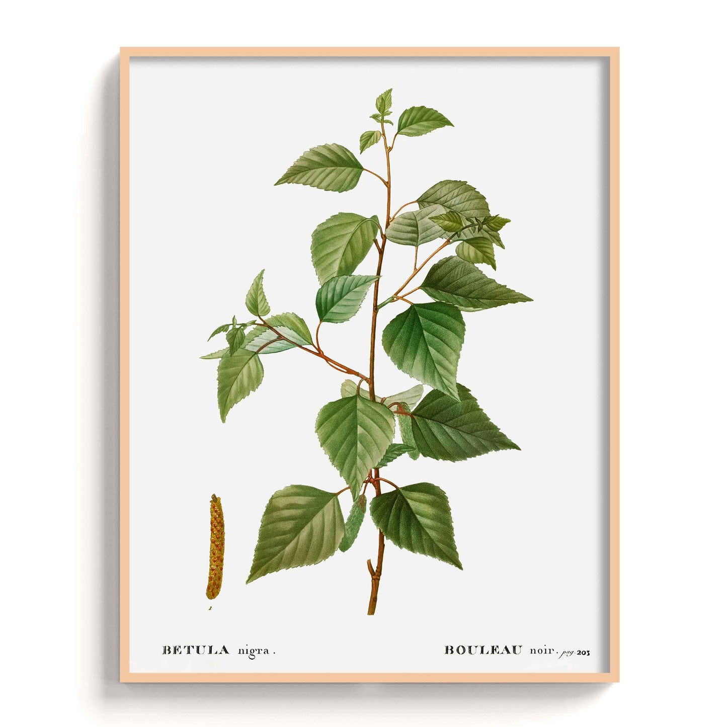 Botanicals - The Manify