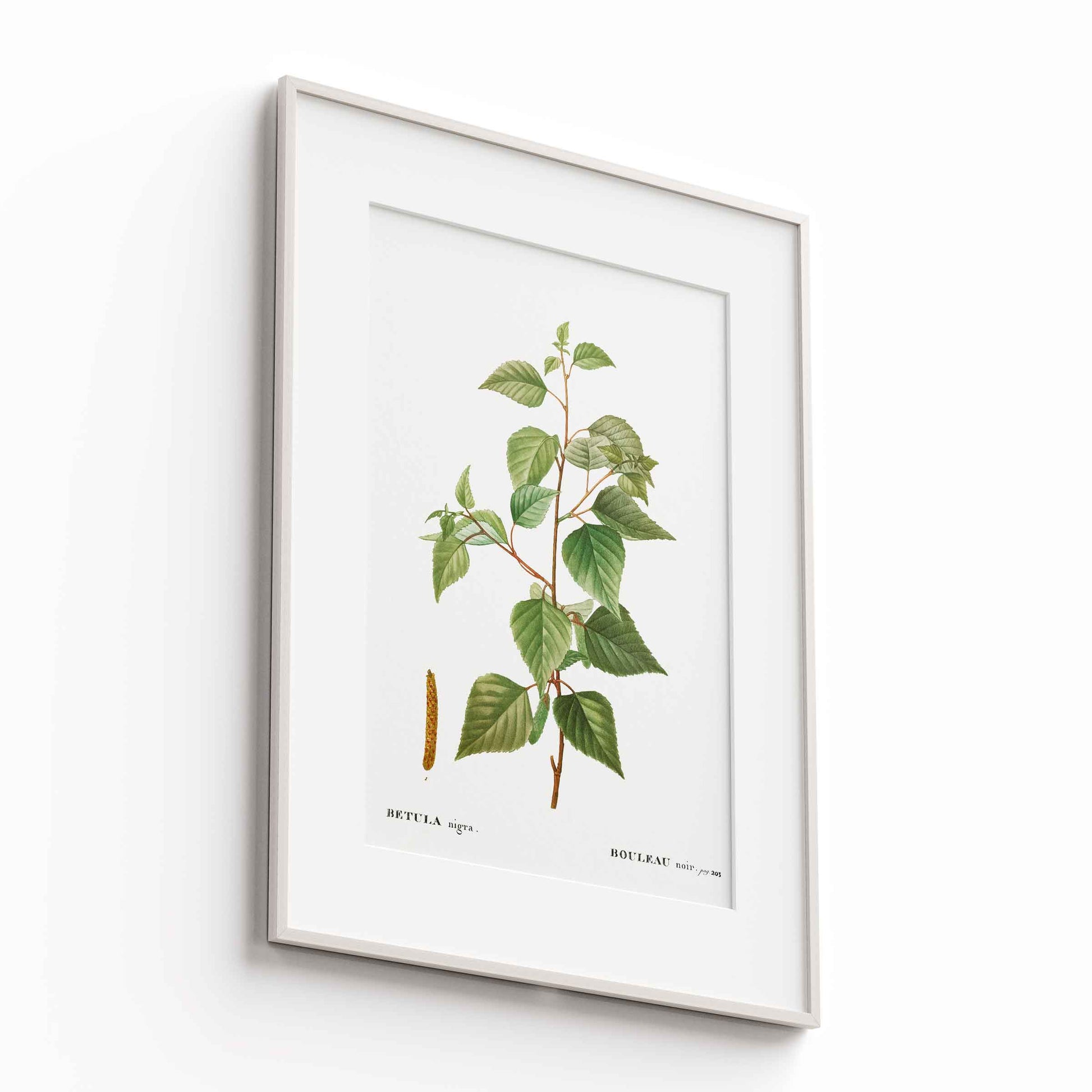 Botanicals - The Manify
