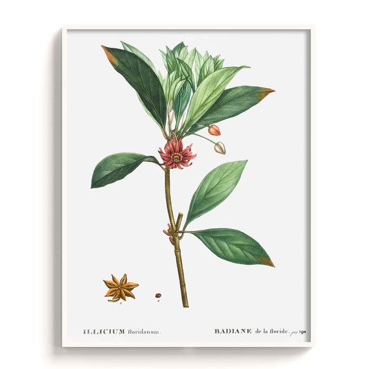 Botanicals - The Manify