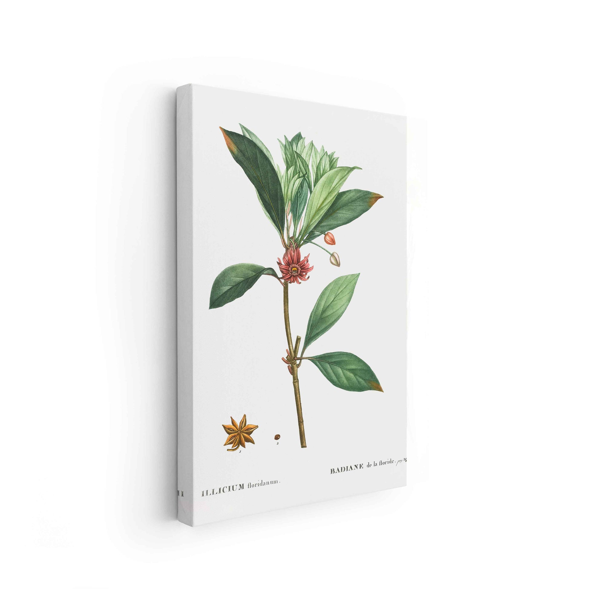 Botanicals - The Manify