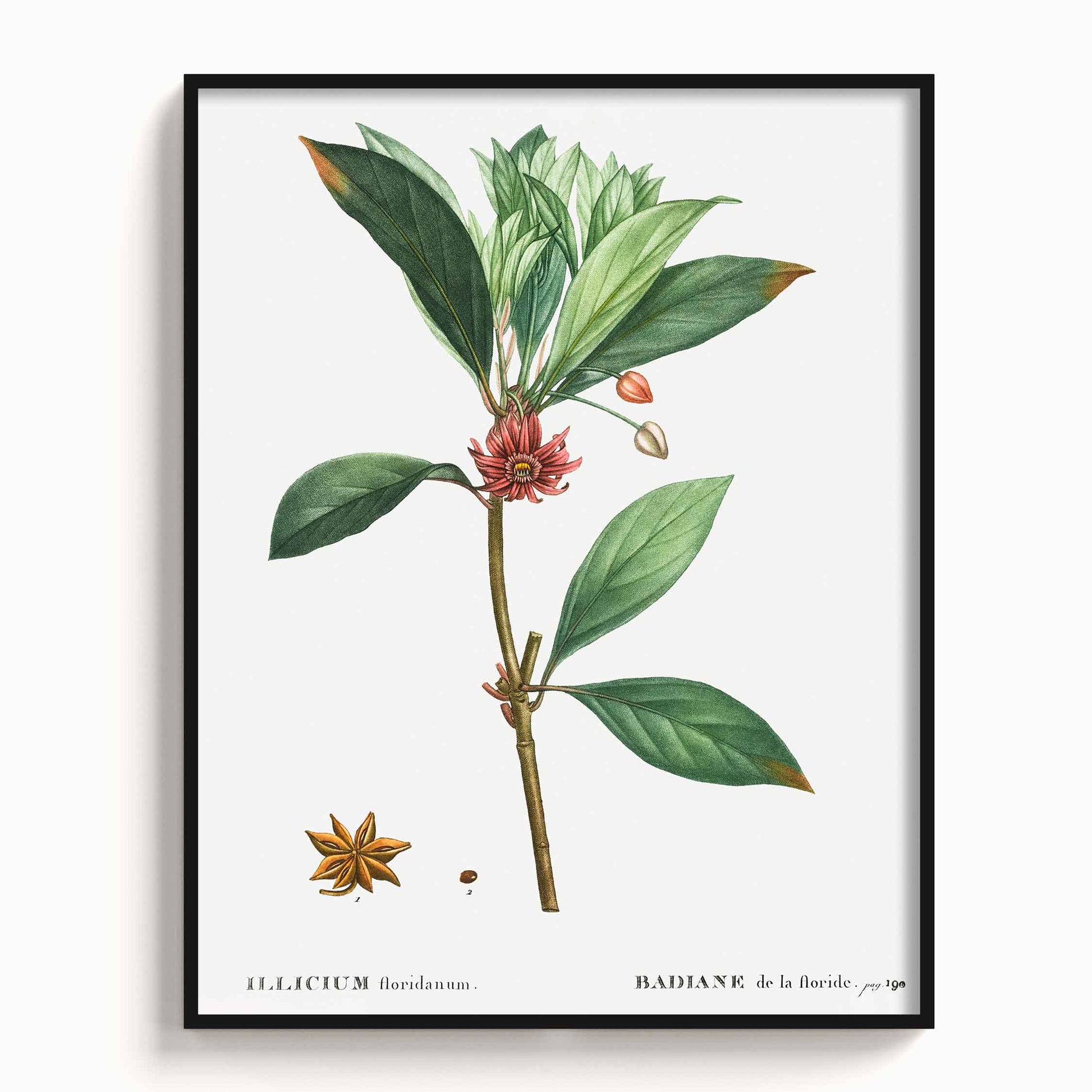 Botanicals - The Manify