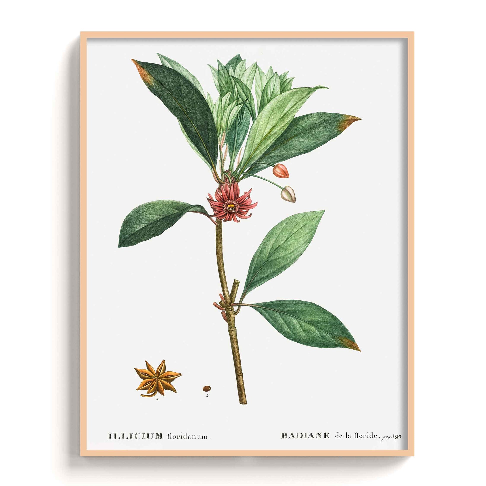 Botanicals - The Manify