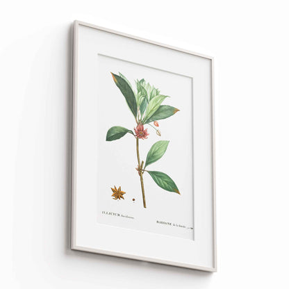 Botanicals - The Manify