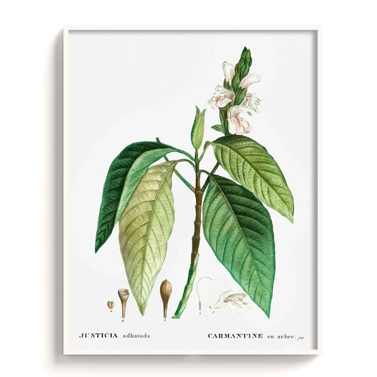 Botanicals - The Manify