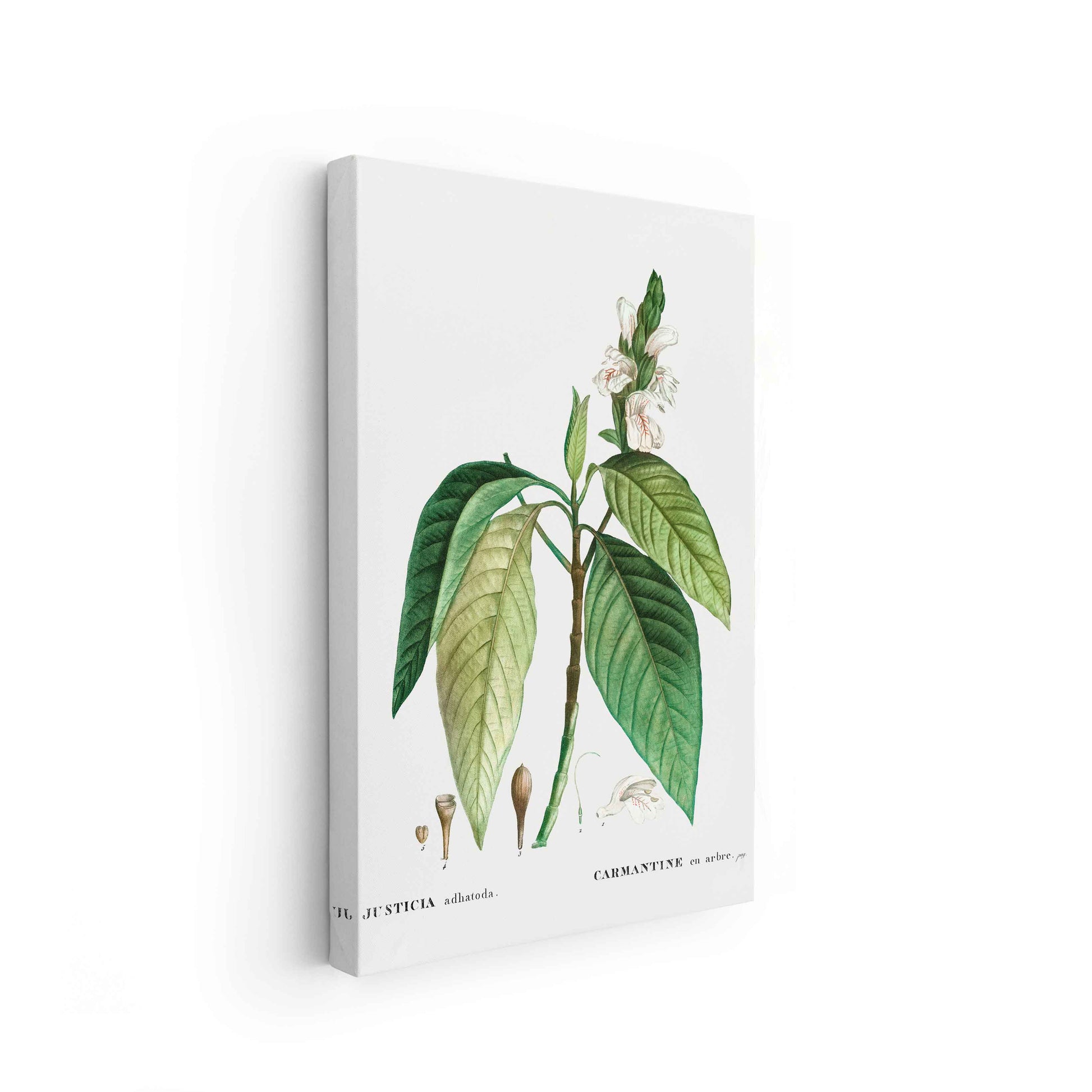 Botanicals - The Manify