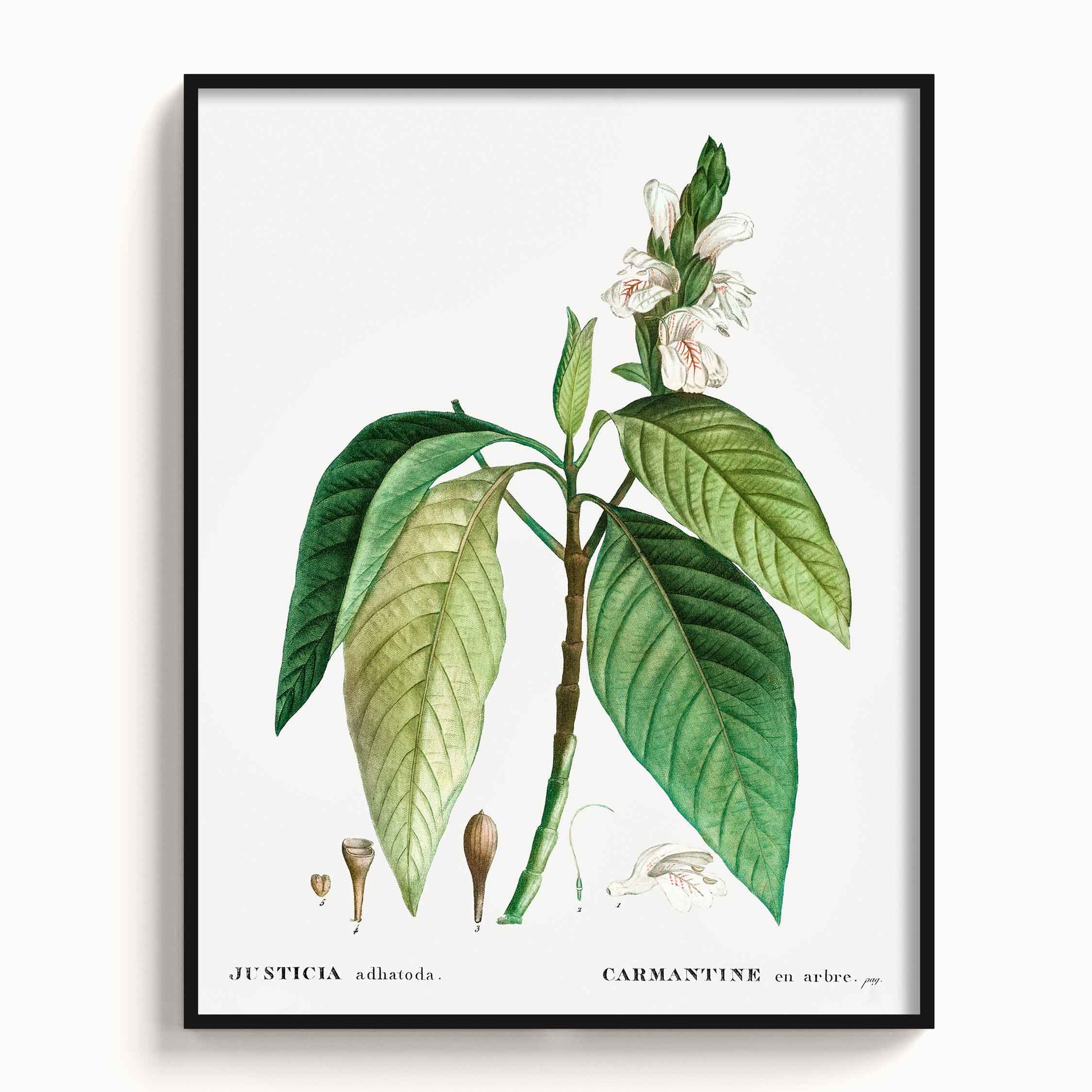 Botanicals - The Manify