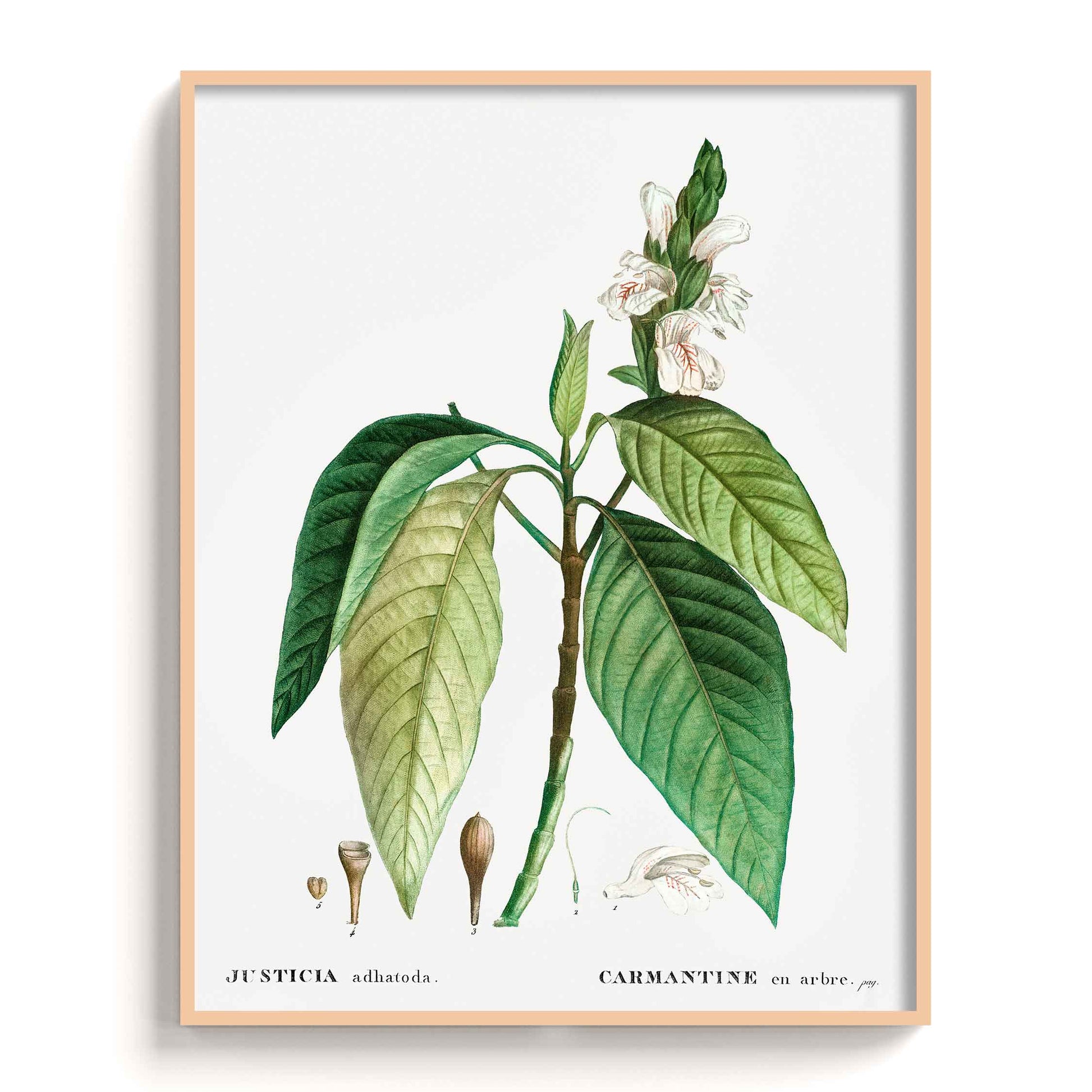 Botanicals - The Manify