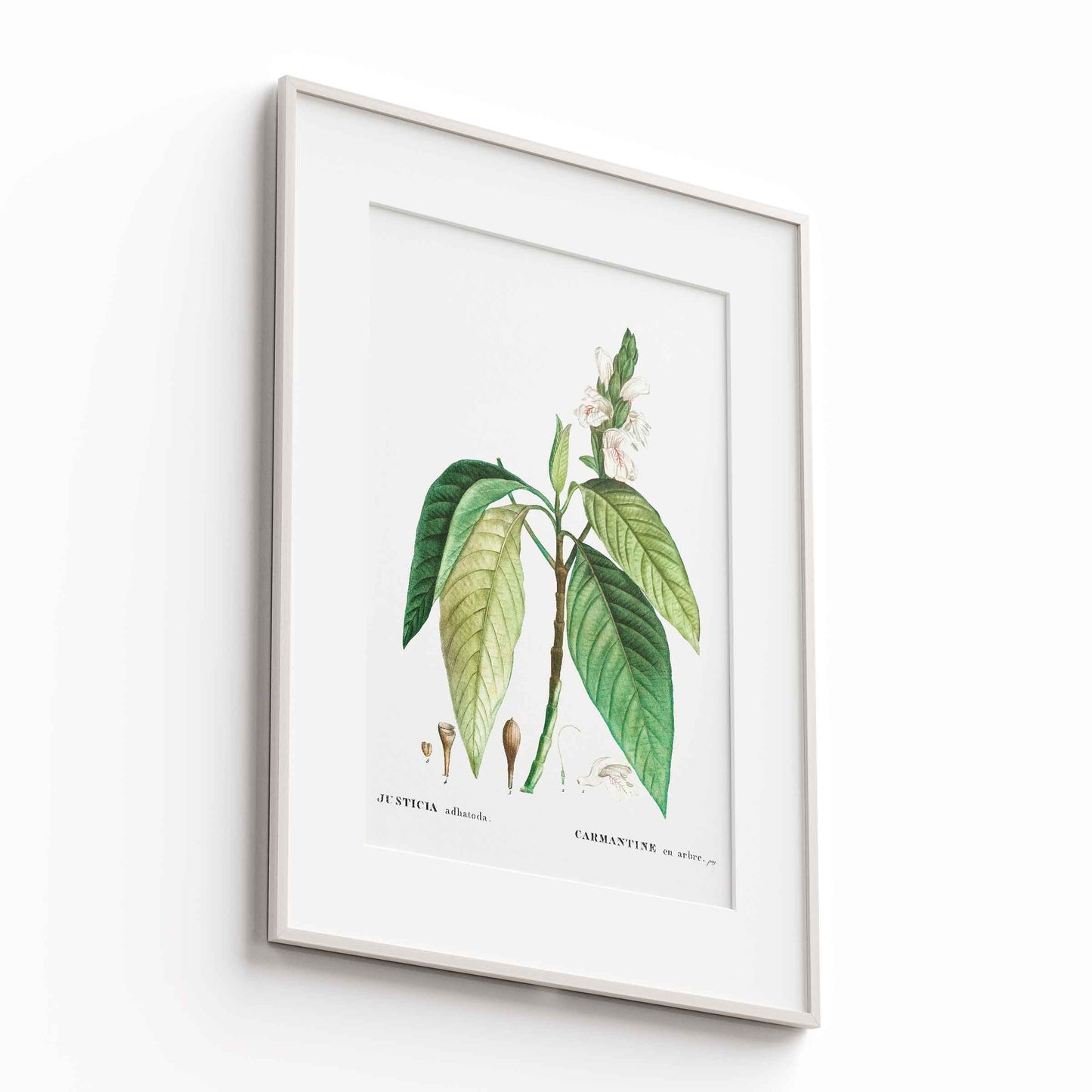 Botanicals - The Manify