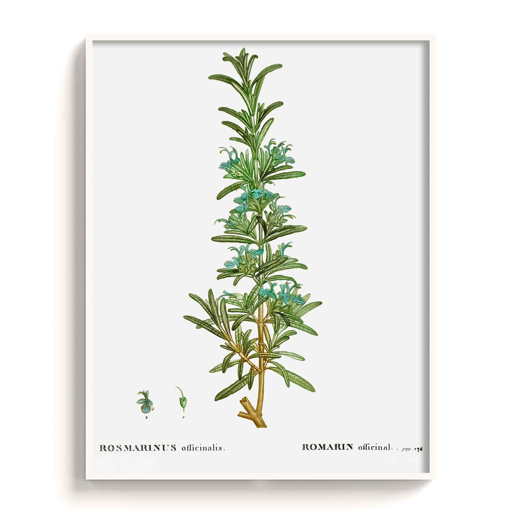 Botanicals - The Manify