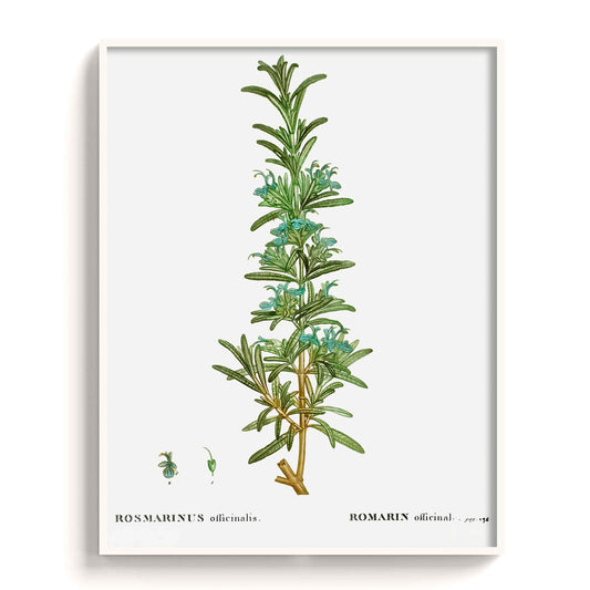 Botanicals - The Manify