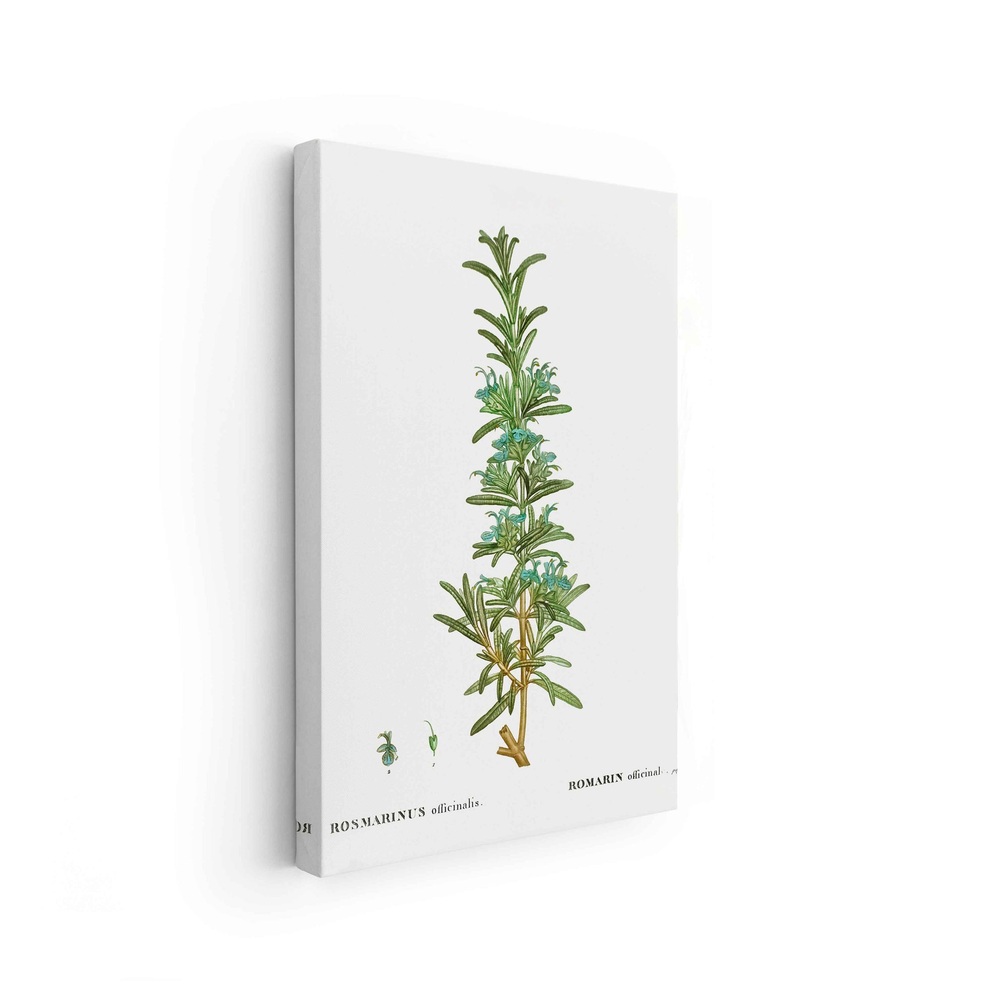 Botanicals - The Manify