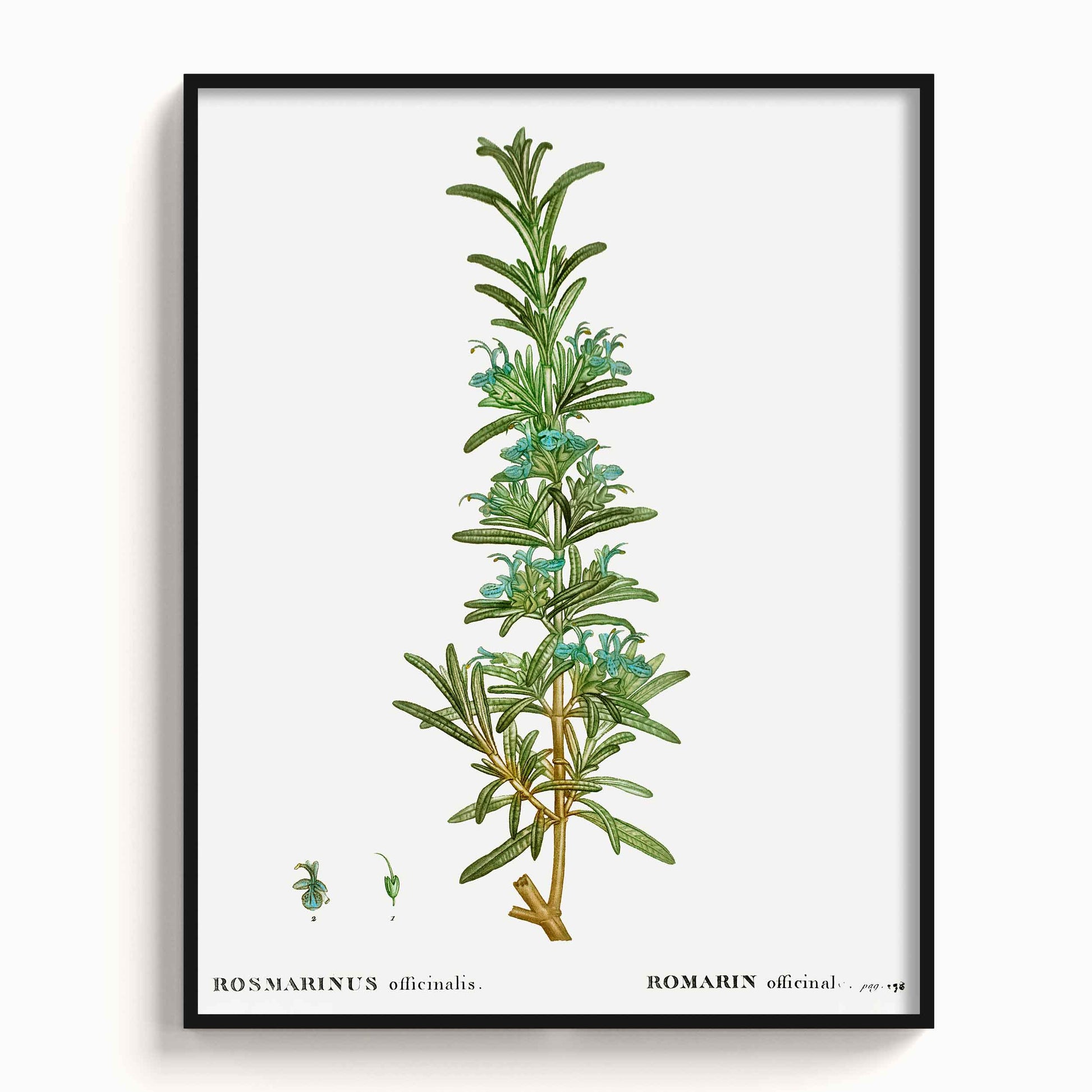 Botanicals - The Manify