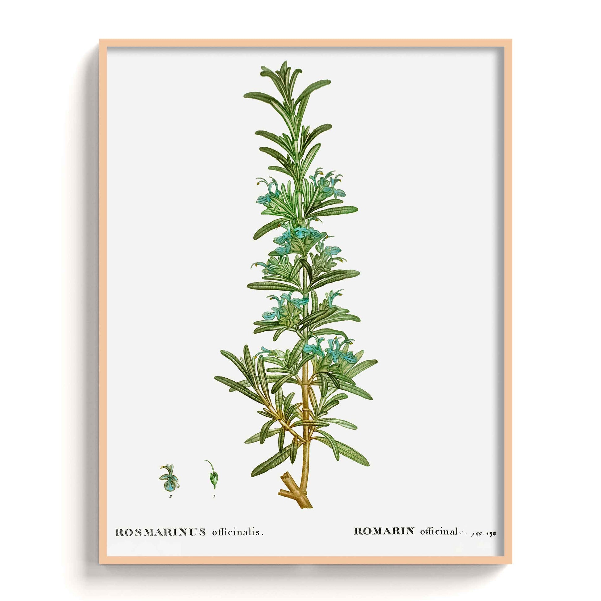 Botanicals - The Manify