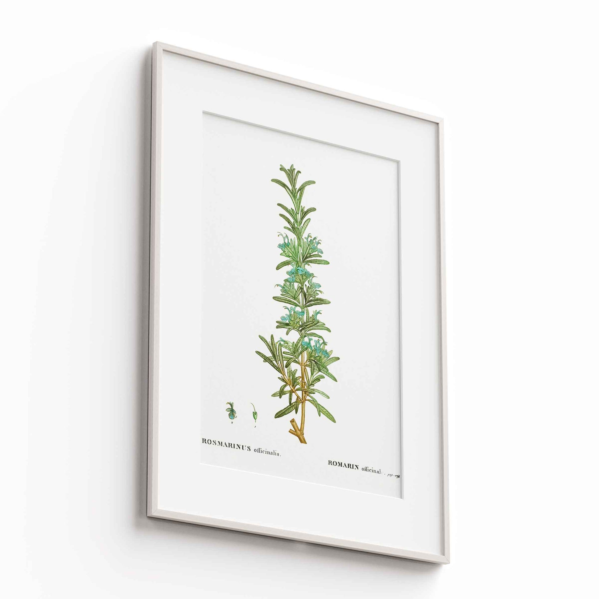 Botanicals - The Manify