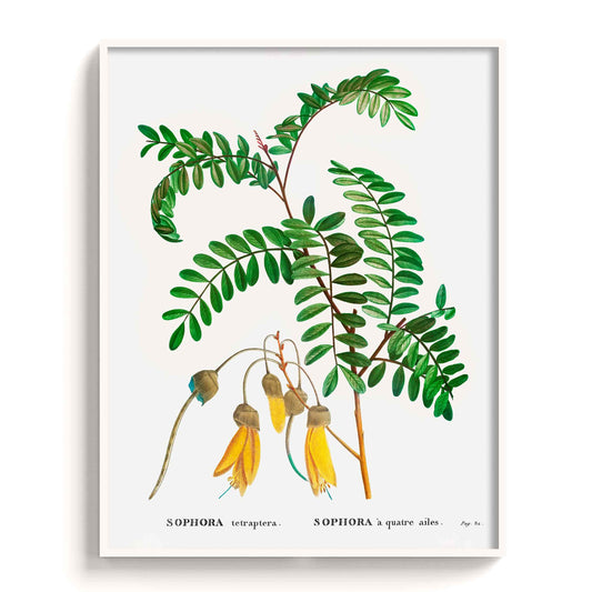 Botanicals - The Manify