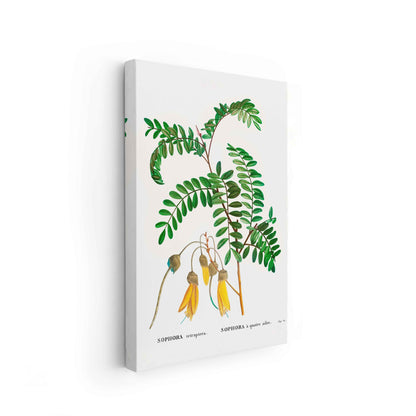Botanicals - The Manify