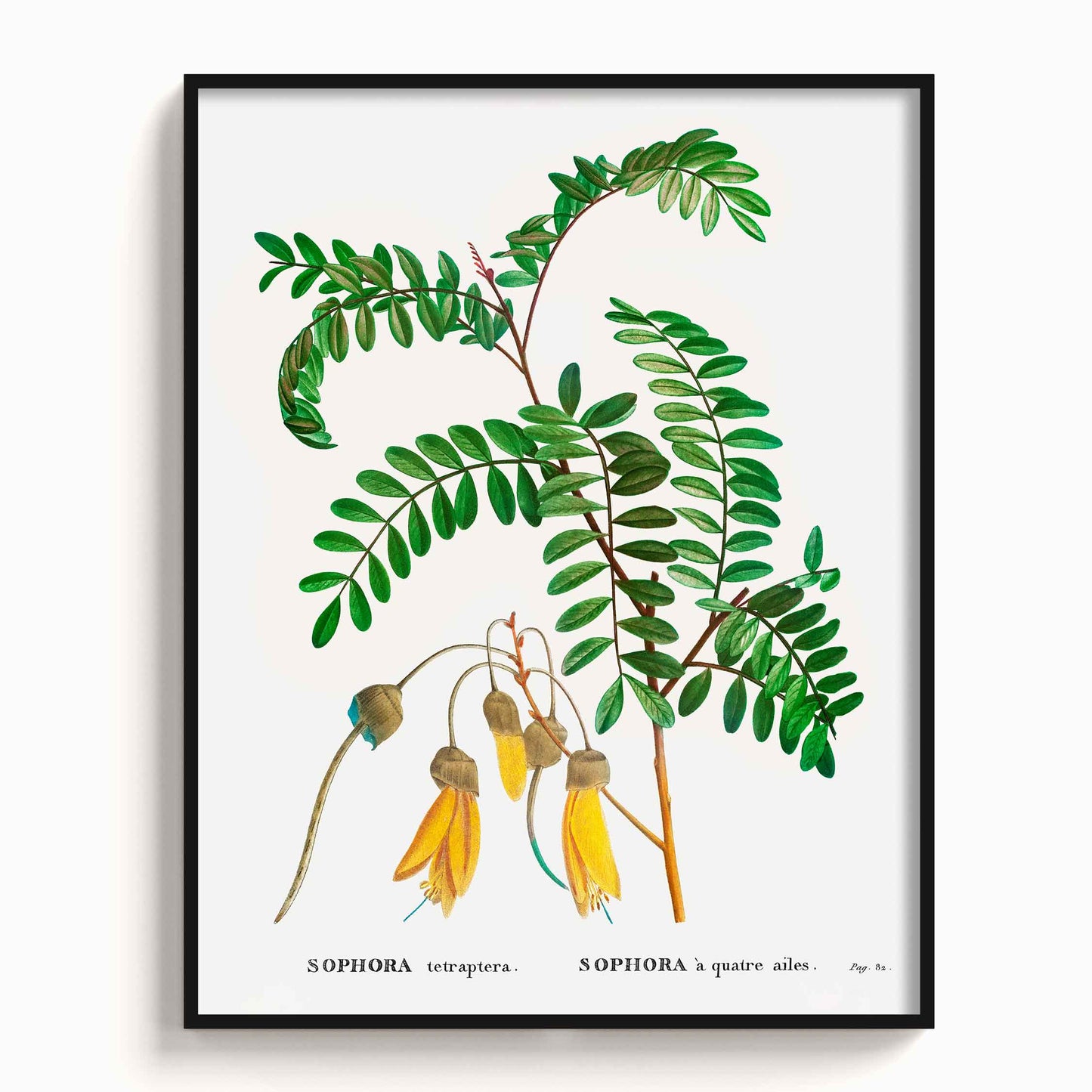 Botanicals - The Manify