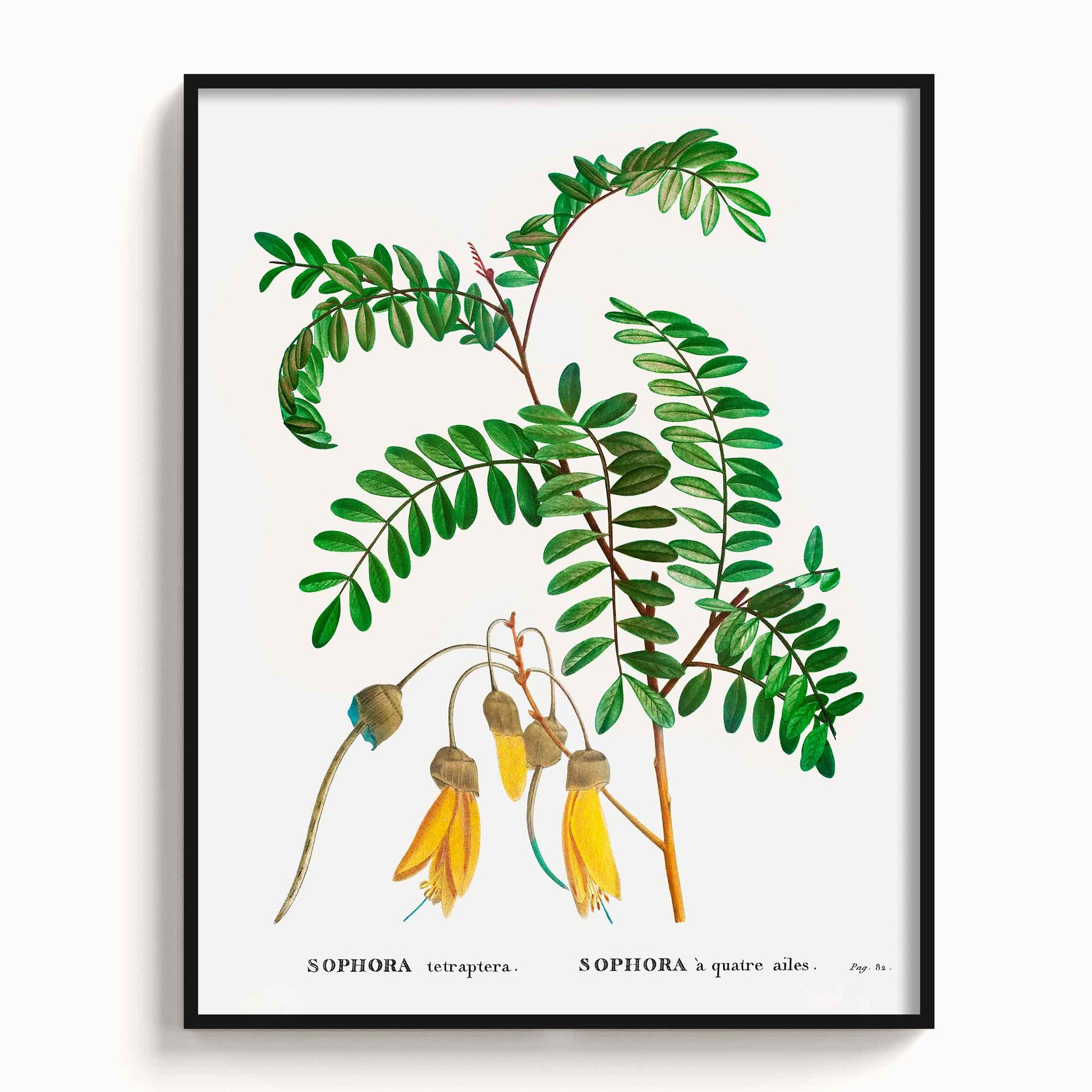 Botanicals - The Manify