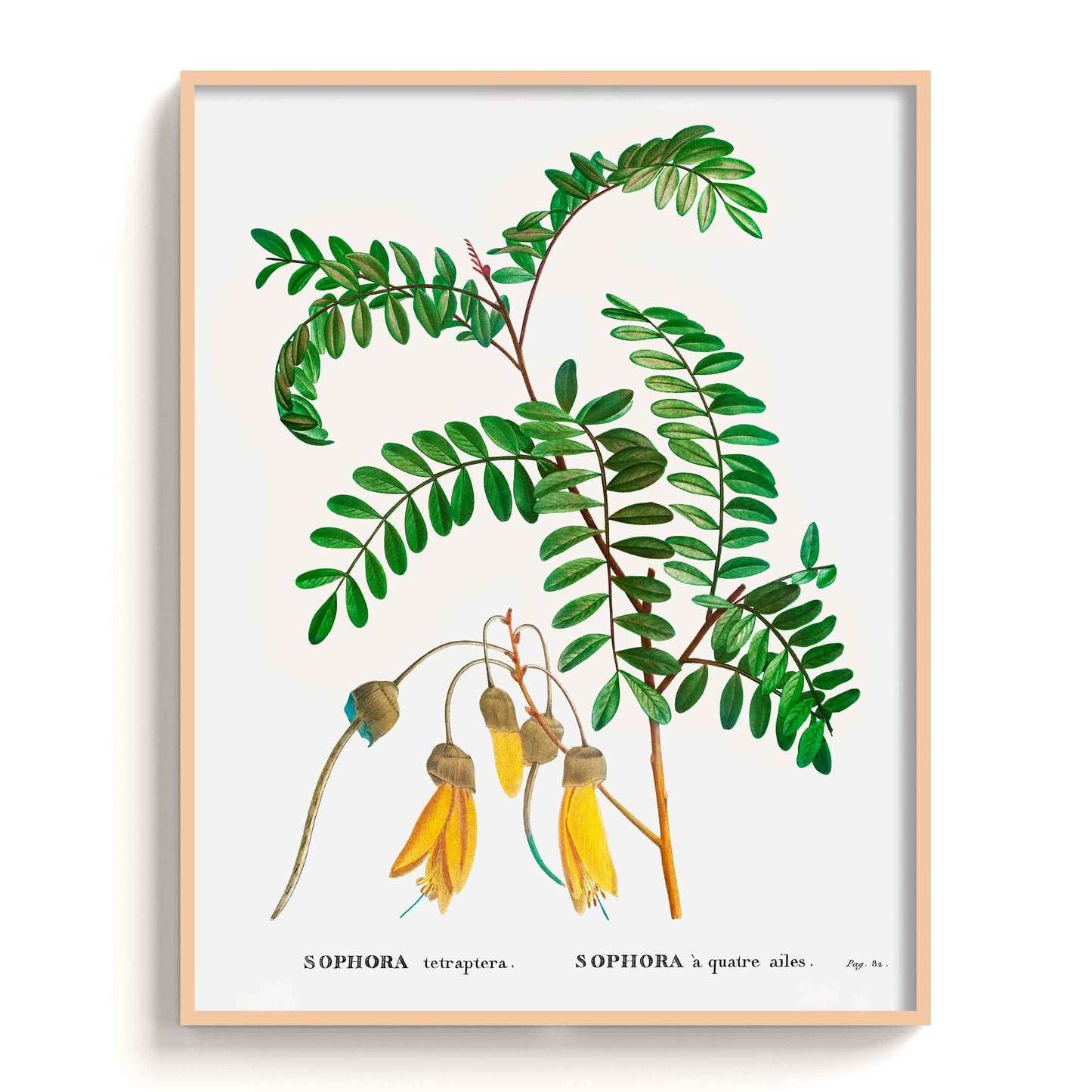 Botanicals - The Manify