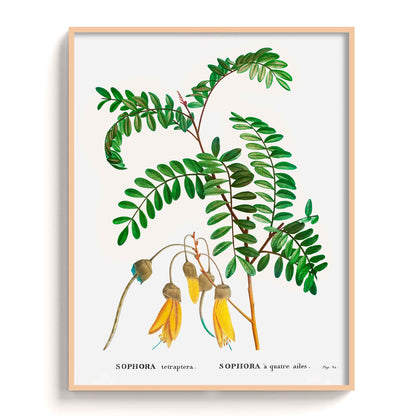 Botanicals - The Manify